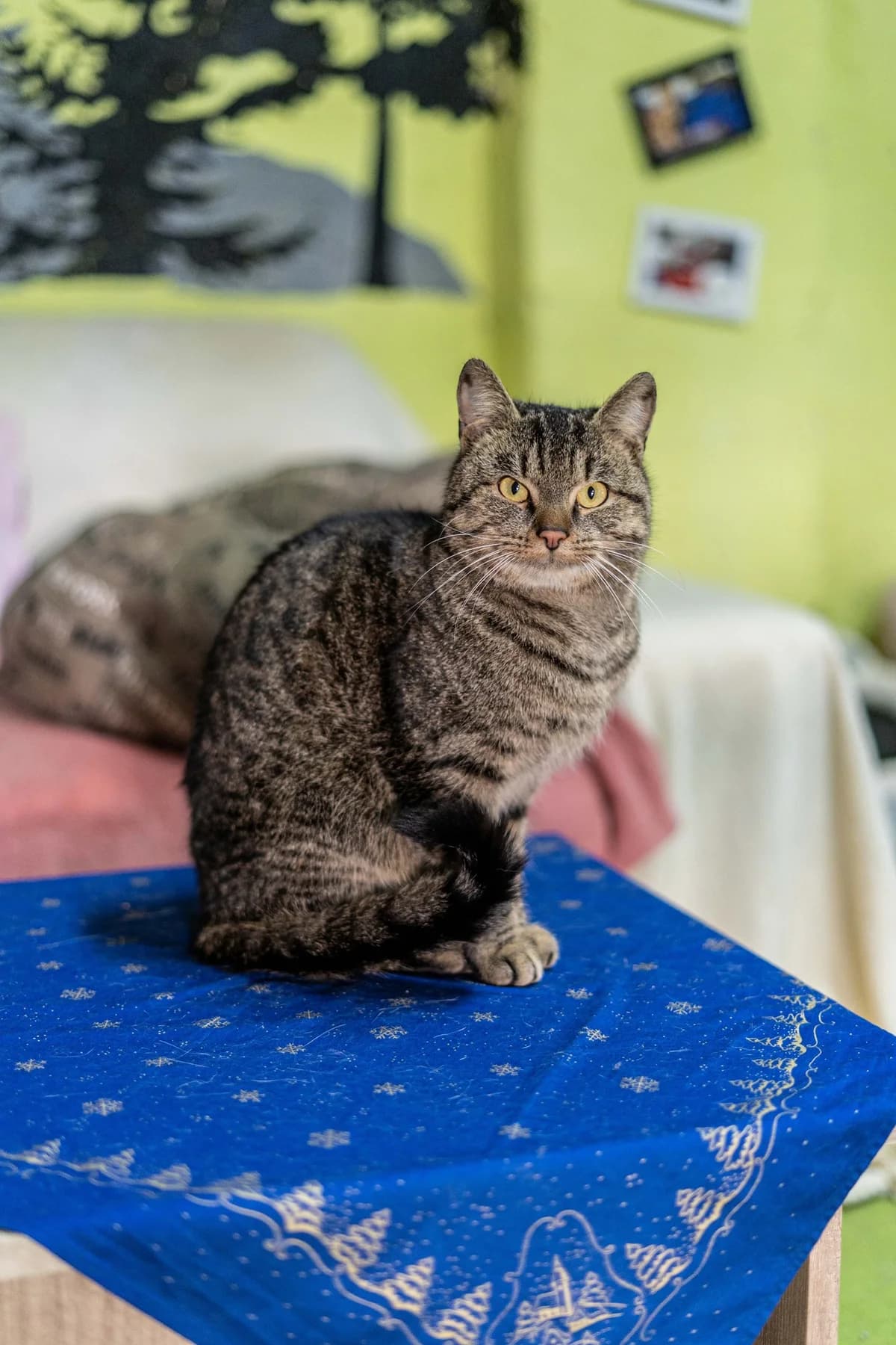 Vito Scaletta, male Mixed Breed for adoption at Cesta za domovom