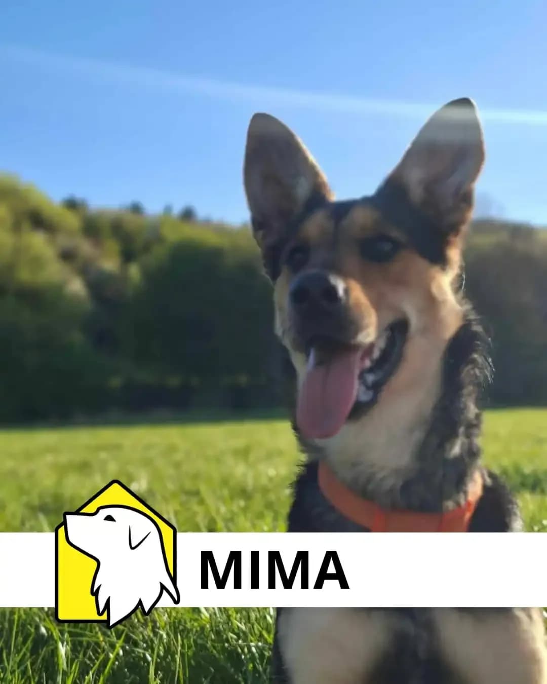 Mima, young mixed breed for adoption at Karanténna stanica Handlová