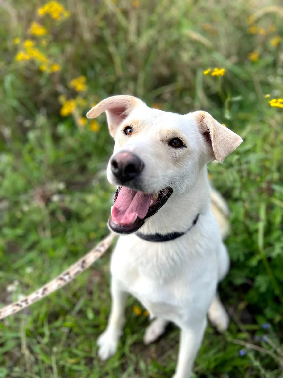 Bela, Mixed Breed for adoption at Karanténna stanica Pezinok, Pezinok