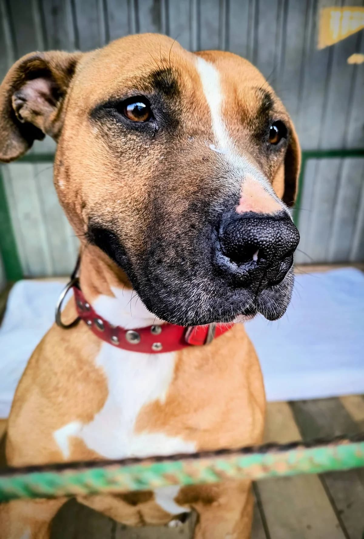 Bela, Mixed Breed for adoption at Karanténna stanica Pezinok, Pezinok