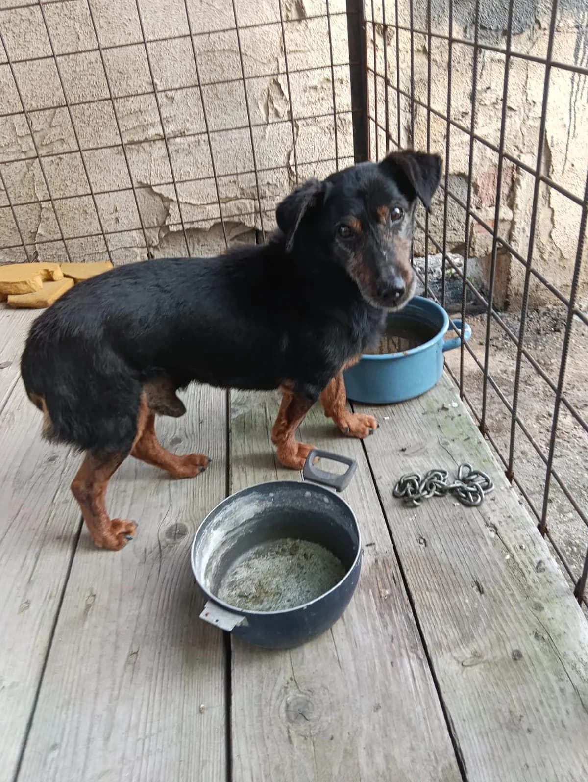 Starší psík, male Mixed Breed for adoption at Karanténna stanica Pezinok, Pezinok