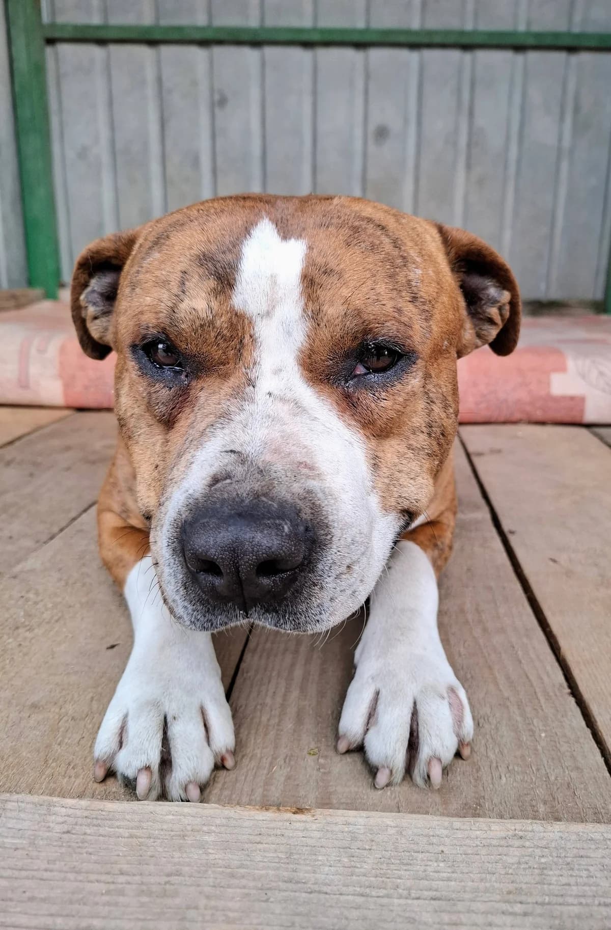 Diesel, male Mixed Breed for adoption at Karanténna stanica Pezinok, Pezinok
