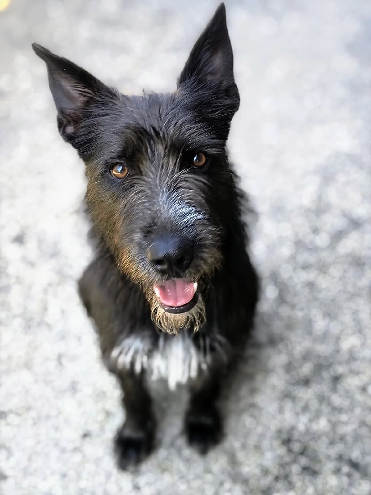 Arya, male Mixed Breed for adoption at Karanténna stanica Pezinok, Pezinok