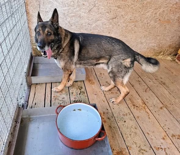 Karim, Mixed Breed for adoption at Karanténna stanica Pezinok, Pezinok