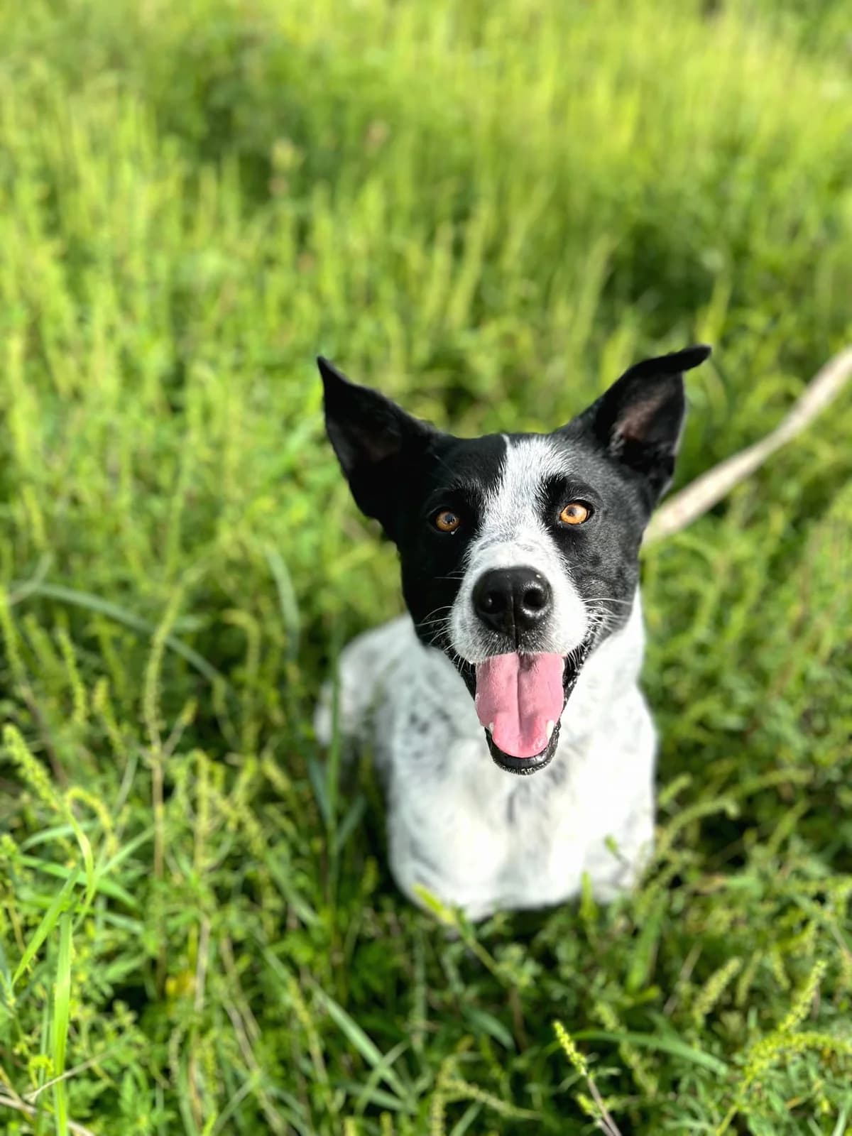 Tóno, male Mixed Breed for adoption at Karanténna stanica Pezinok, Pezinok