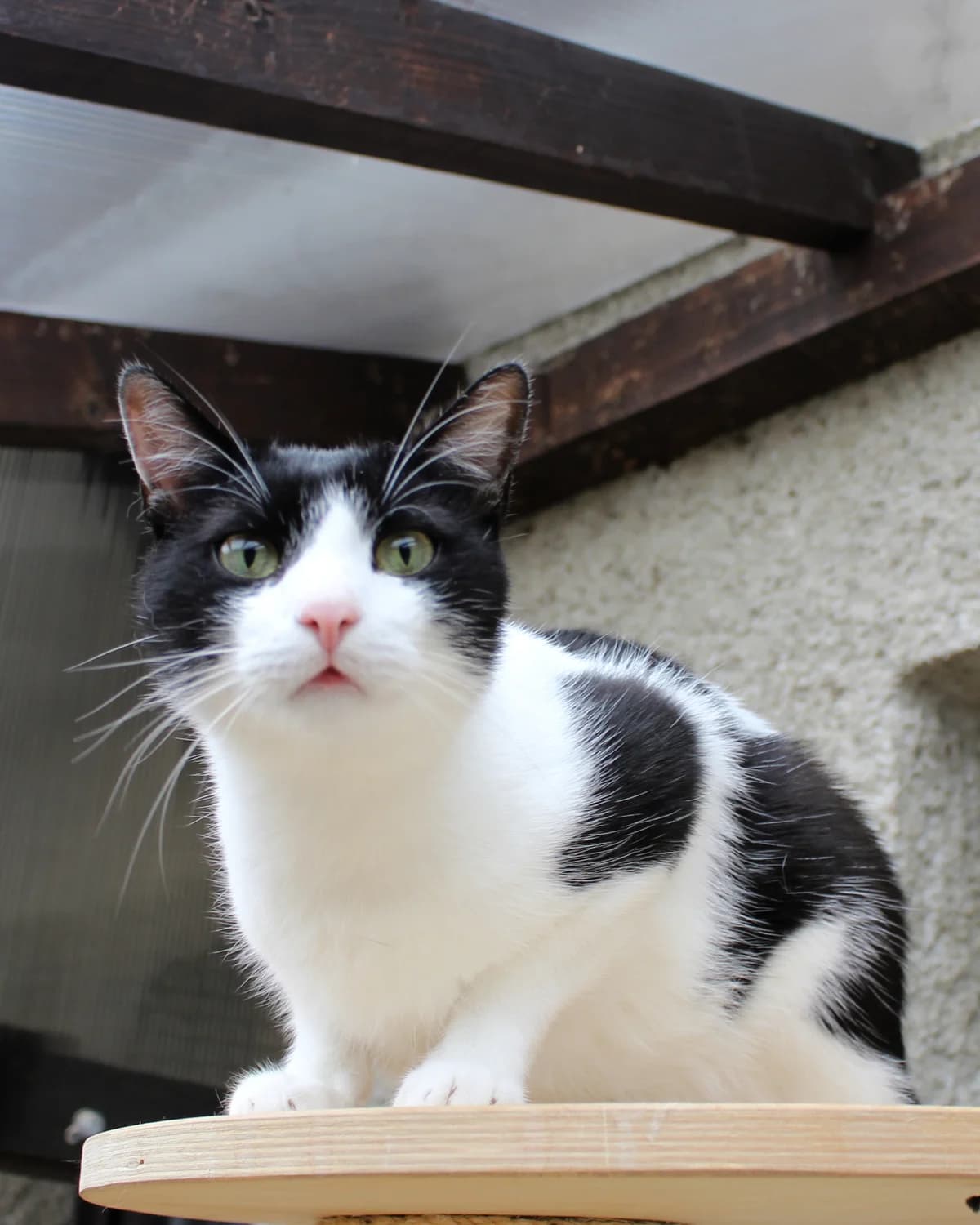 Chip, male 7yo Mixed Breed for adoption at Mačky Brezno SOS, Brezno