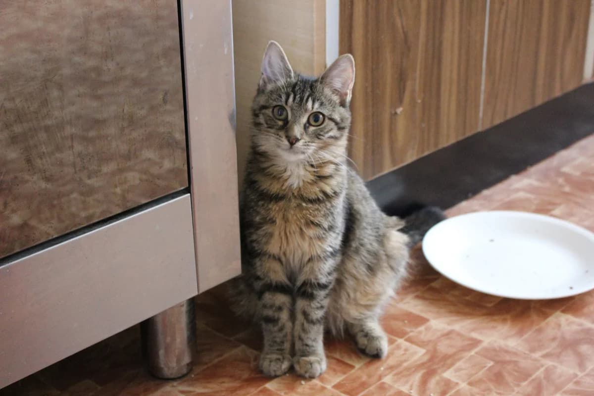 Stelka, female 5yo Mixed Breed for adoption at Mačky Brezno SOS, Brezno