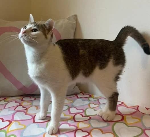 Drobný nežný kocúrik Sid, male Mixed Breed for adoption at OZ MačkySOS