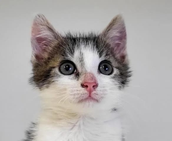 Kendži krásne vyrástol, male Mixed Breed for adoption at OZ MačkySOS