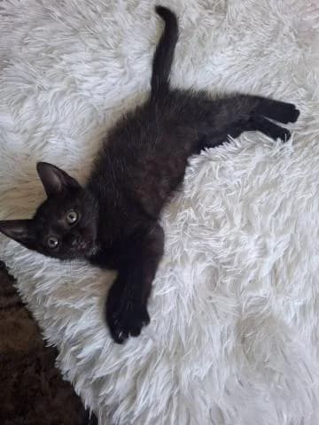 Mačička Manon, female Mixed Breed for adoption at OZ MačkySOS