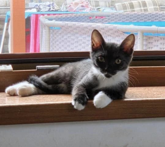 Malá hravá Meggy, female Mixed Breed for adoption at OZ MačkySOS