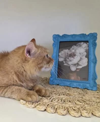 Milý spoločník Jonáš, male Mixed Breed for adoption at OZ MačkySOS