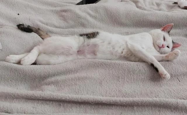 Mirasol s hebkou srsťou, female 3yo Mixed Breed for adoption at OZ MačkySOS