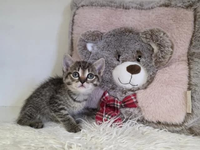 Roztomilá Yvon, female Mixed Breed for adoption at OZ MačkySOS