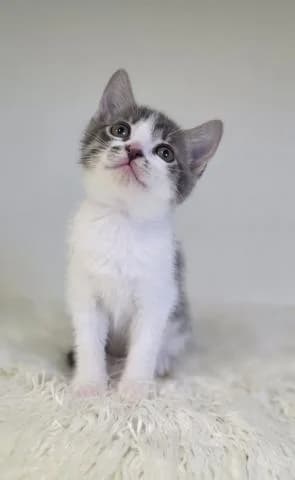 Yllian je malá modelka, female Mixed Breed for adoption at OZ MačkySOS