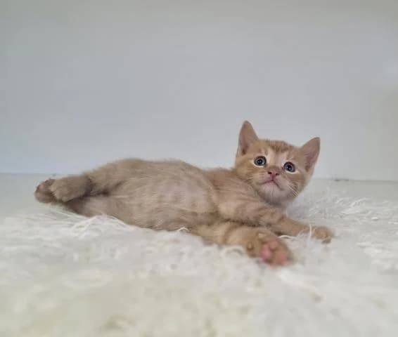 Yorik - že si ma vezmete, keď vyrastiem, Mixed Breed for adoption at OZ MačkySOS