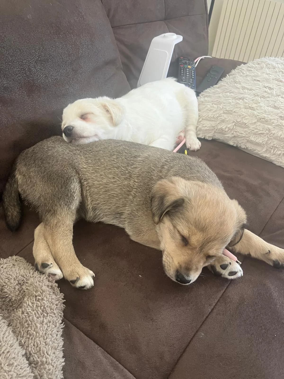 Bonbon A Nutela, female puppy Mixed Breed for adoption at MAJME SRDCE, Bratislava-Petržalka