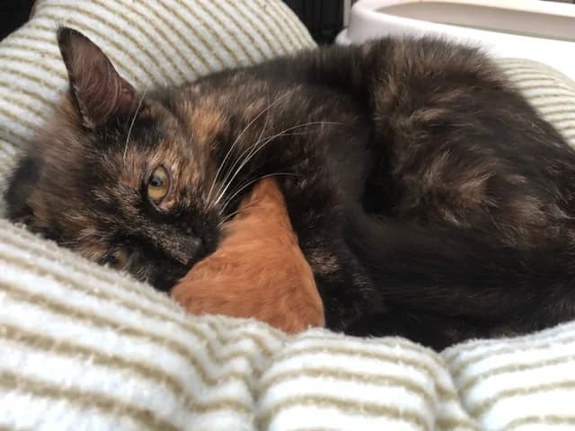 Jeanne A Mačiatko, female young Mixed Breed for adoption at MAJME SRDCE, 851 06 Bratislava-Petržalka