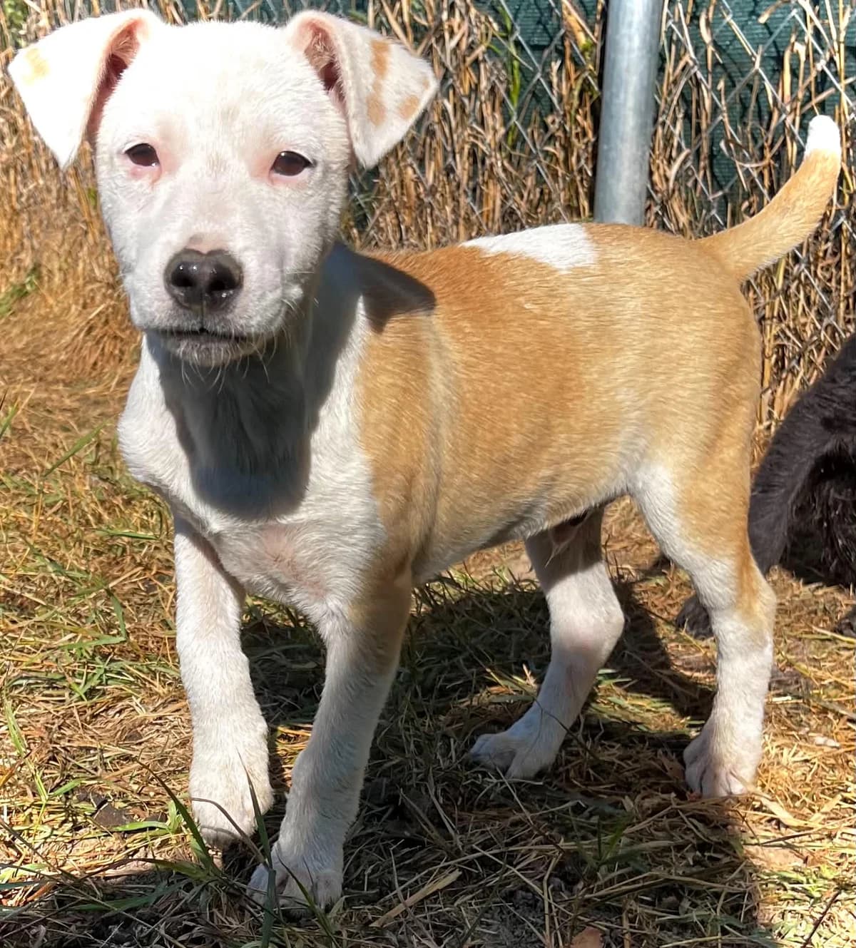 Albus, male puppy Mixed Breed for adoption at Malá farma