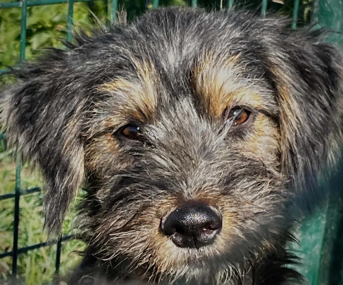 Amulet, male puppy Mixed Breed for adoption at Malá farma