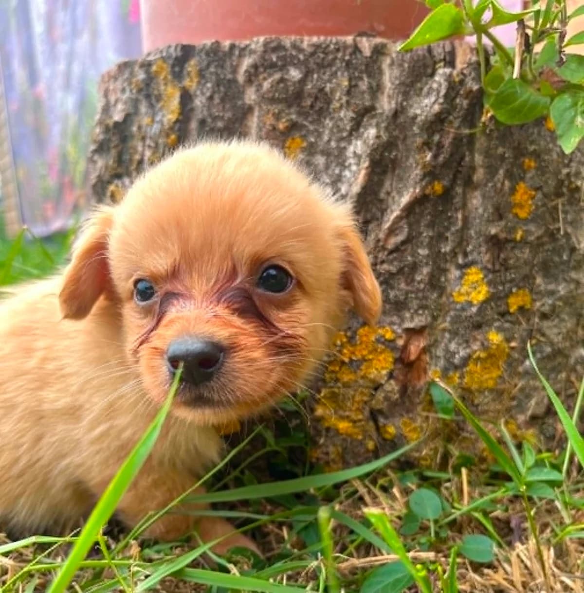 Šteniatka „B“, male puppy Mixed Breed for adoption at Malá farma