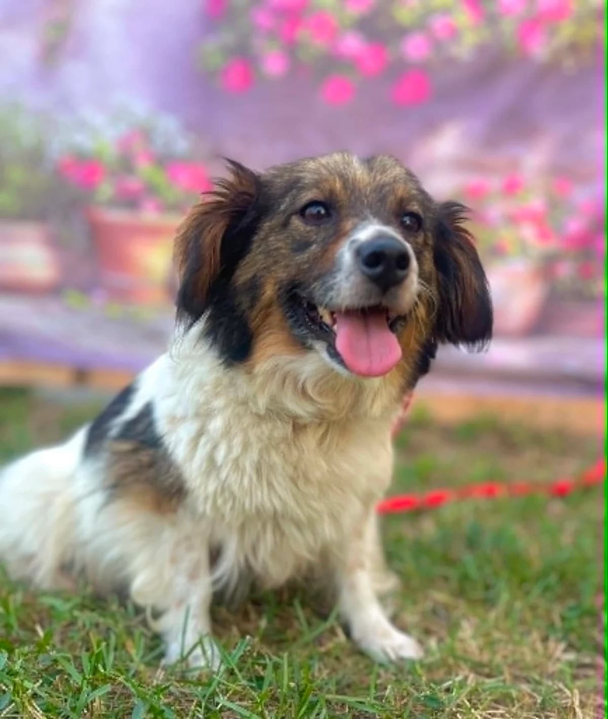 Borka, female young Mixed Breed for adoption at Malá farma