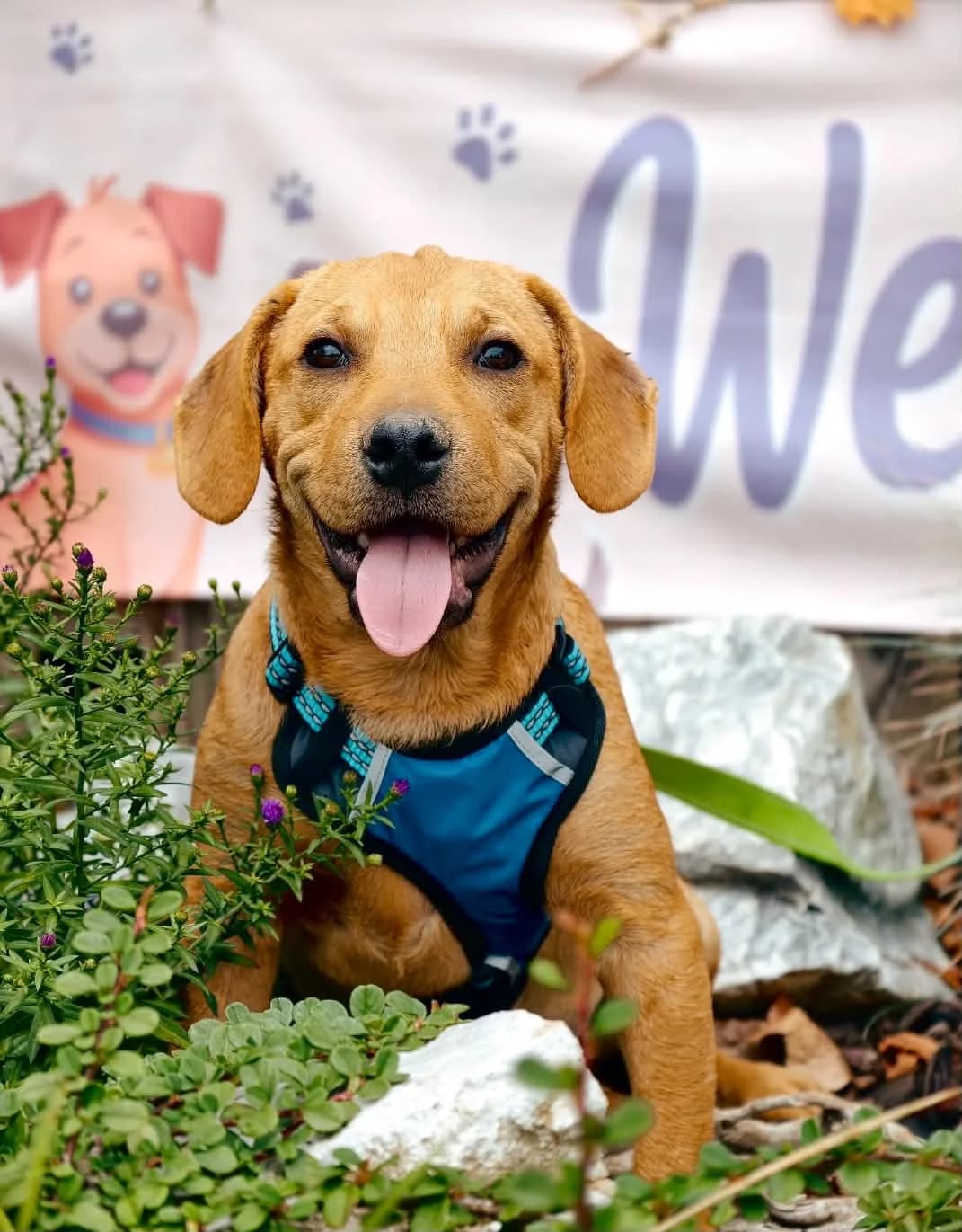 Brando, male puppy Mixed Breed for adoption at Malá farma