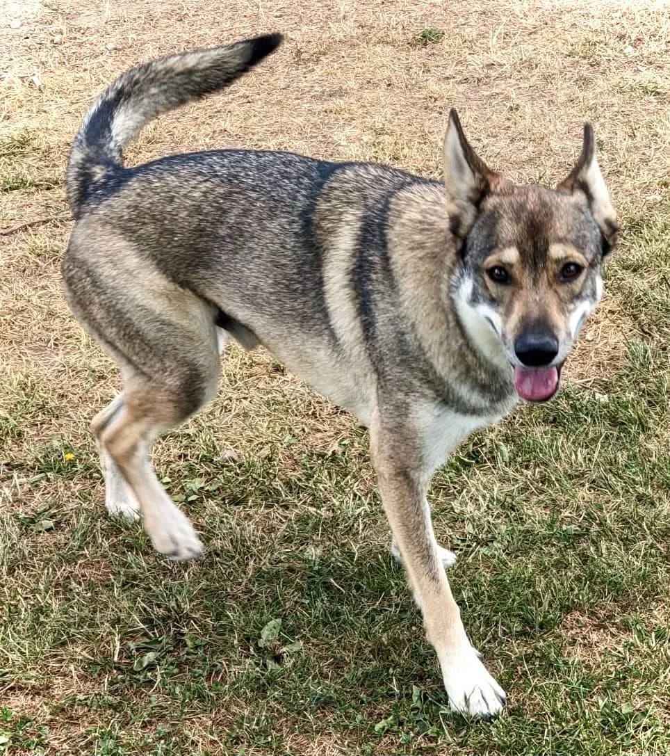 Brego, male 3yo Mixed Breed for adoption at Malá farma
