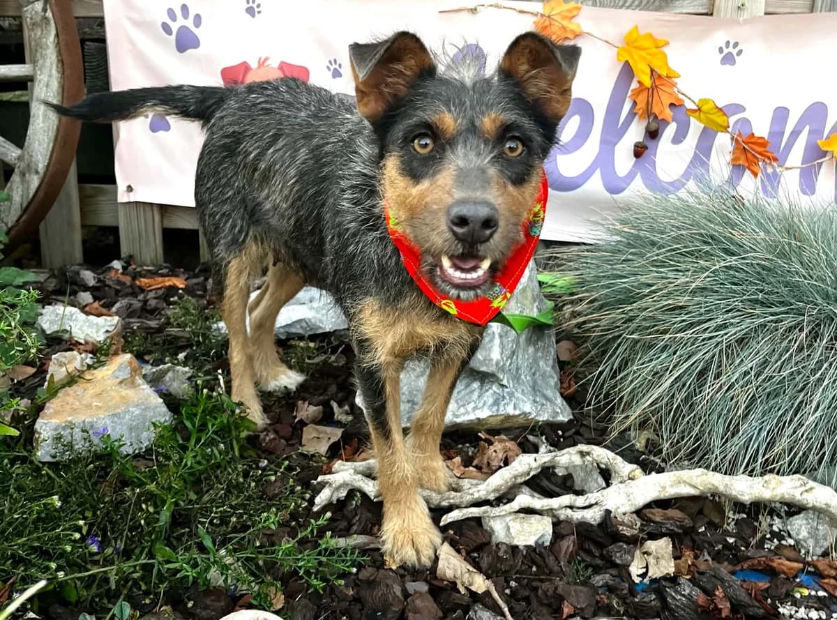 Brisie, female 3yo Mixed Breed for adoption at Malá farma