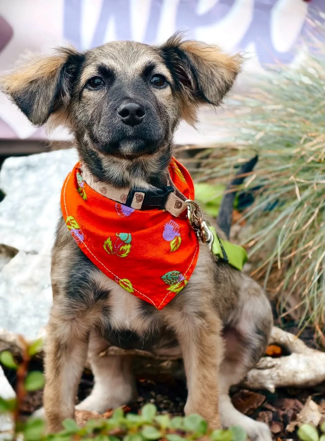 Daya, female puppy Mixed Breed for adoption at Malá farma
