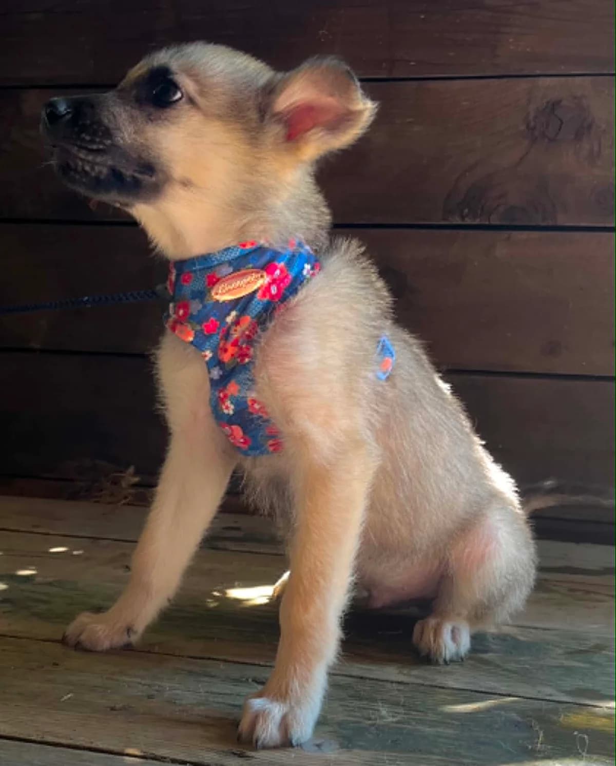 Ezor, male puppy Mixed Breed for adoption at Malá farma