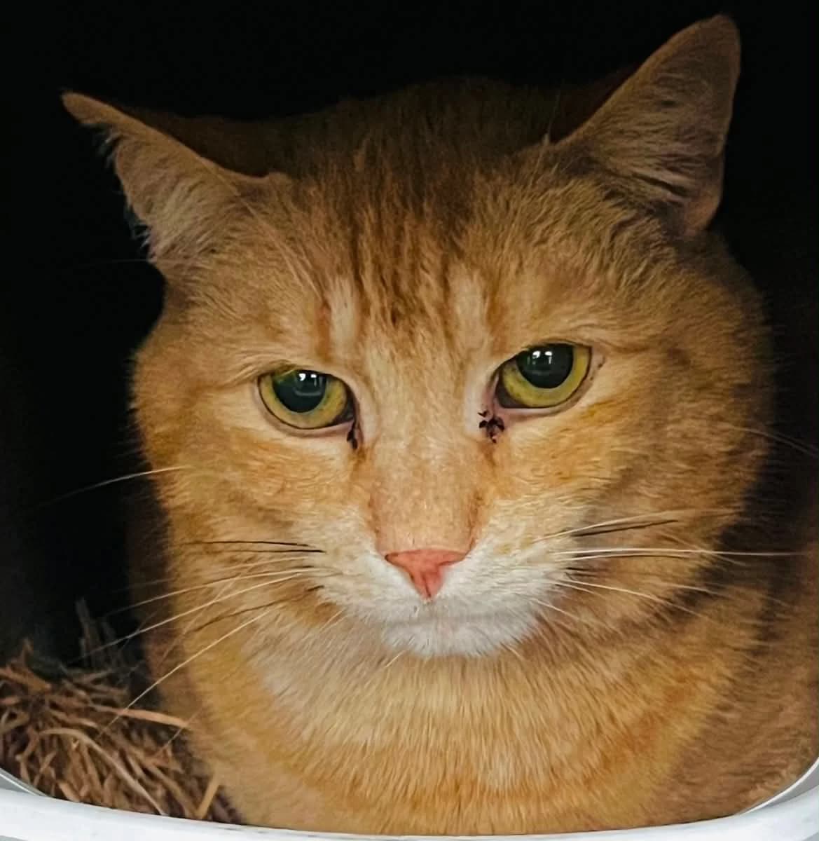 Ficko, male 5yo Mixed Breed for adoption at Malá farma