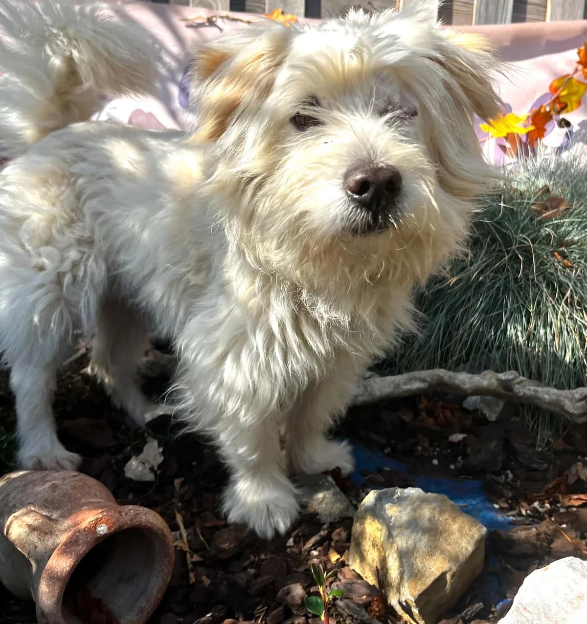 Flesh, male 7yo Mixed Breed for adoption at Malá farma