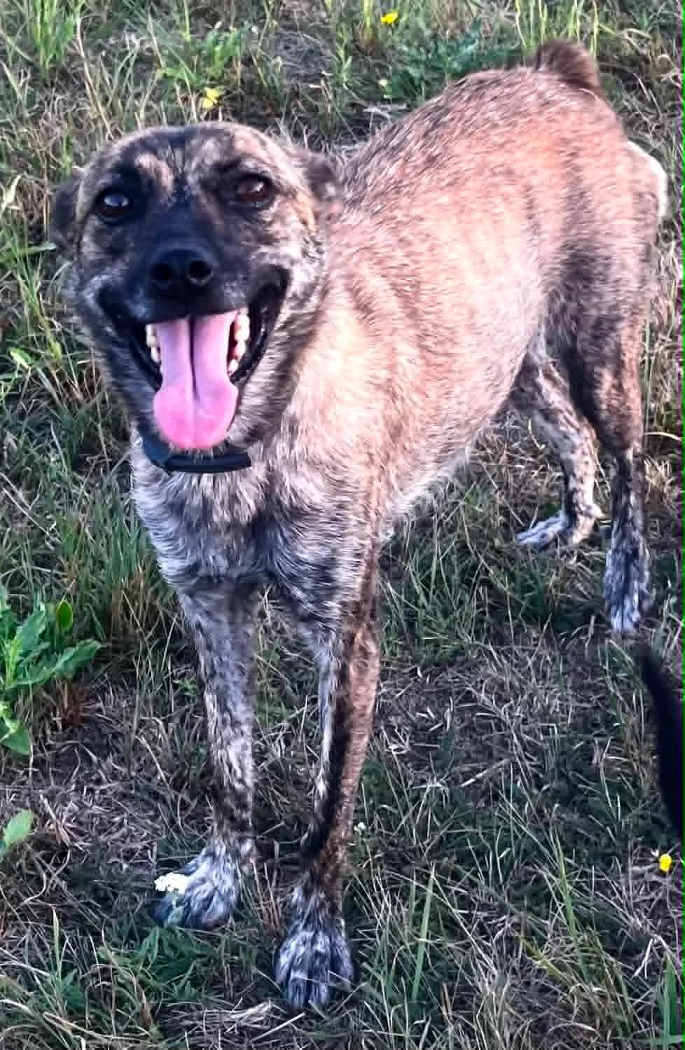 Hedra, female young Mixed Breed for adoption at Malá farma