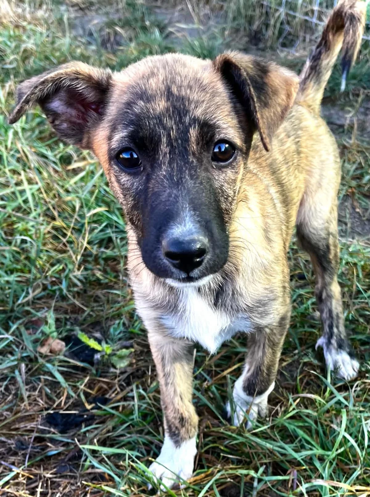 Hima, female puppy Mixed Breed for adoption at Malá farma