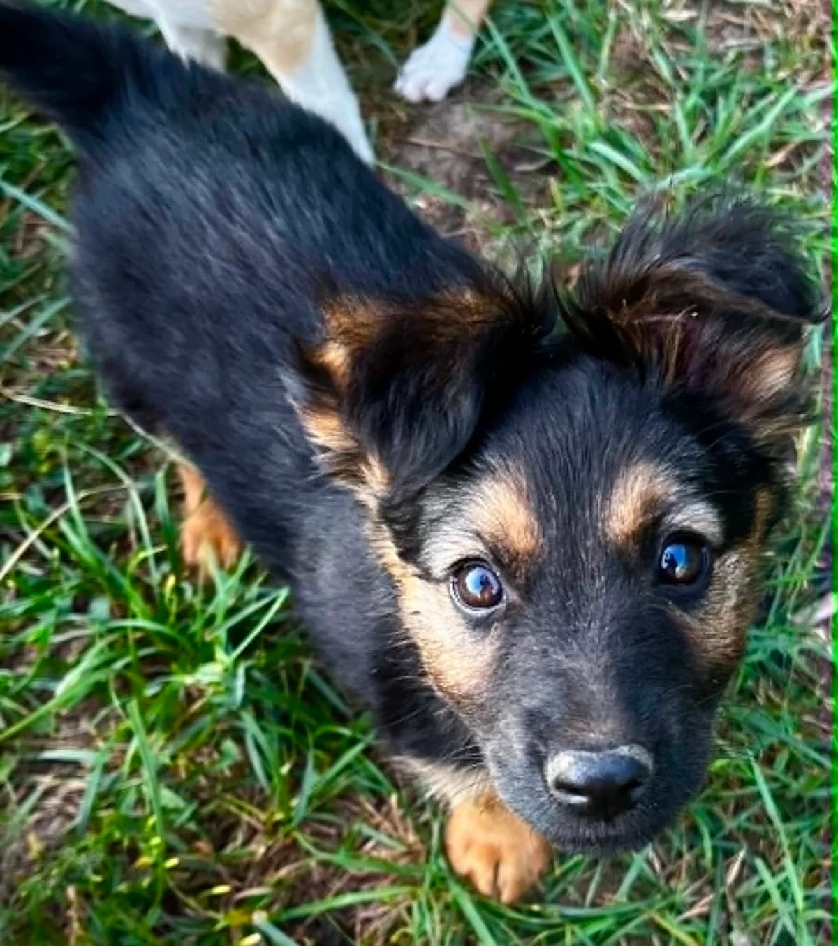 Kody, male puppy Mixed Breed for adoption at Malá farma