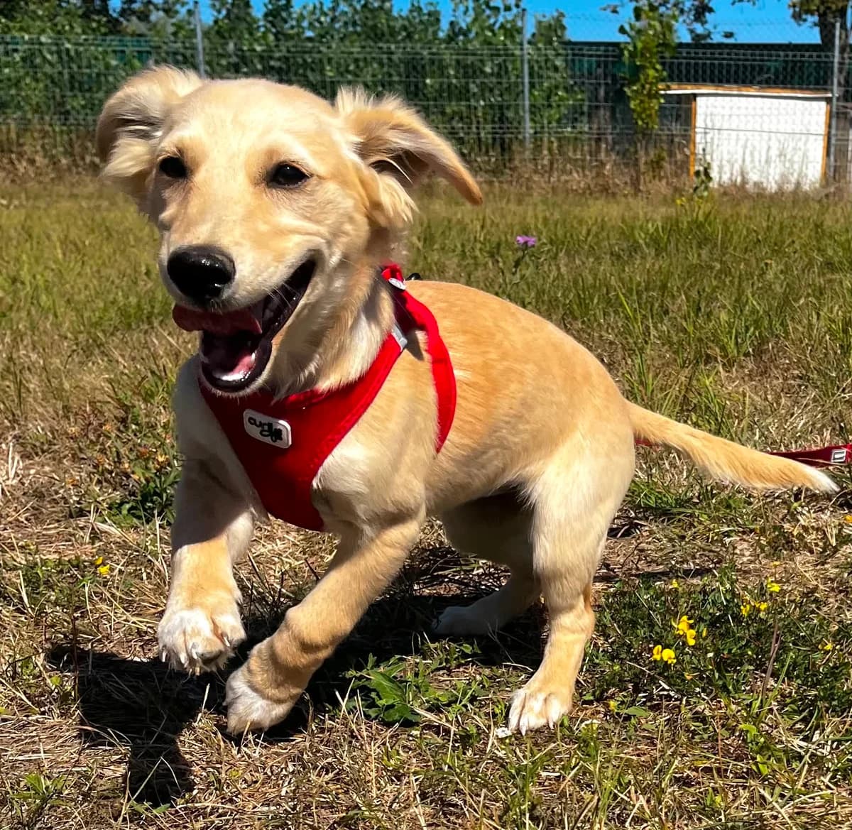 Lippa, female puppy Mixed Breed for adoption at Malá farma