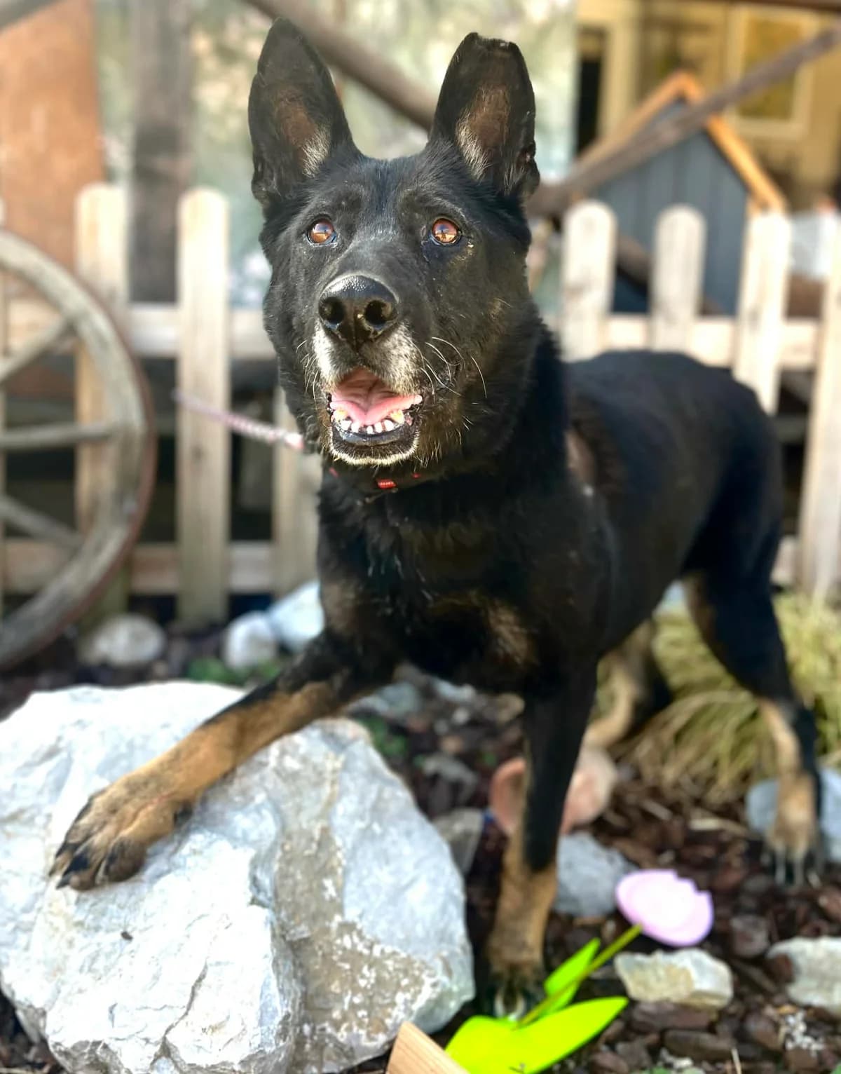 Mia, female 5yo Mixed Breed for adoption at Malá farma