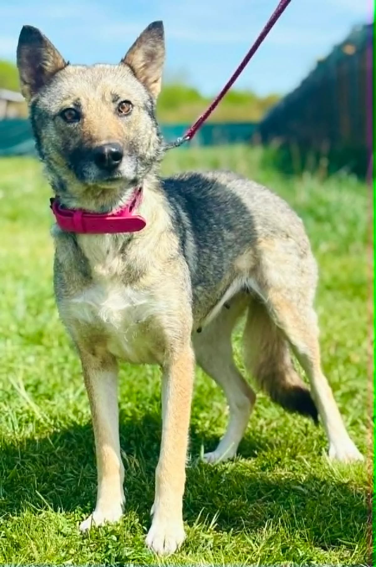 Mirra, female 3yo Mixed Breed for adoption at Malá farma