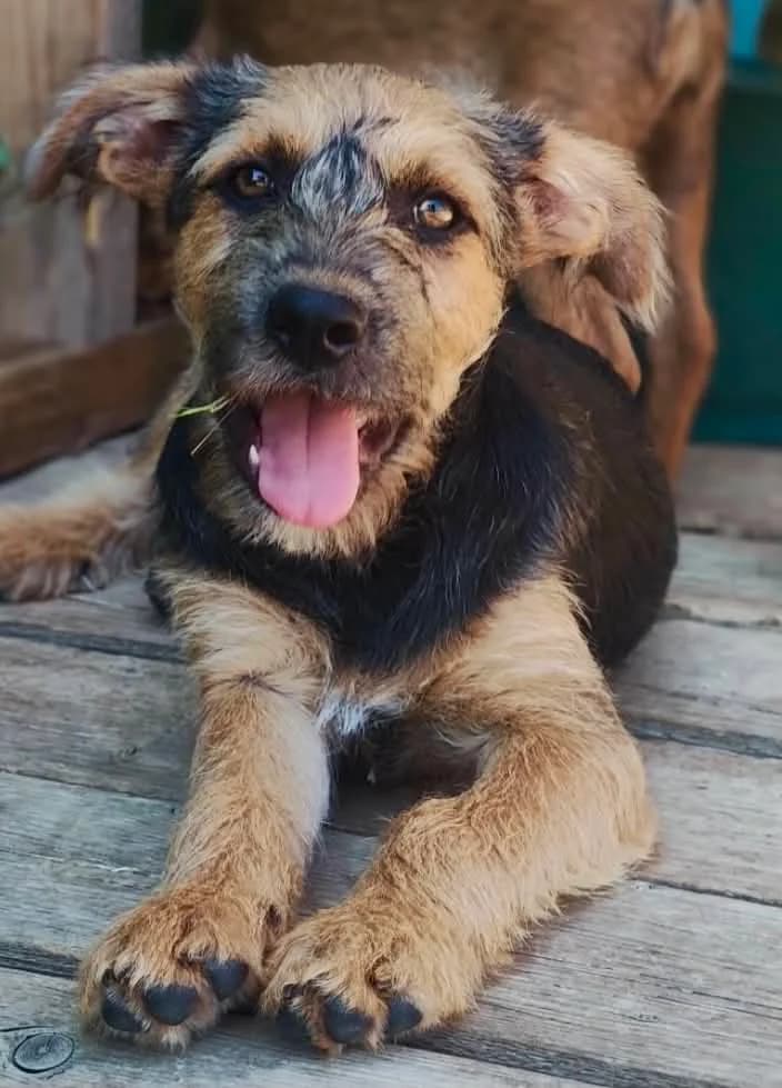 Pollary, male puppy Mixed Breed for adoption at Malá farma