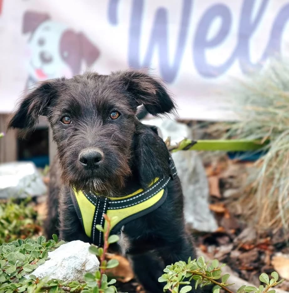 Relko, male puppy Mixed Breed for adoption at Malá farma
