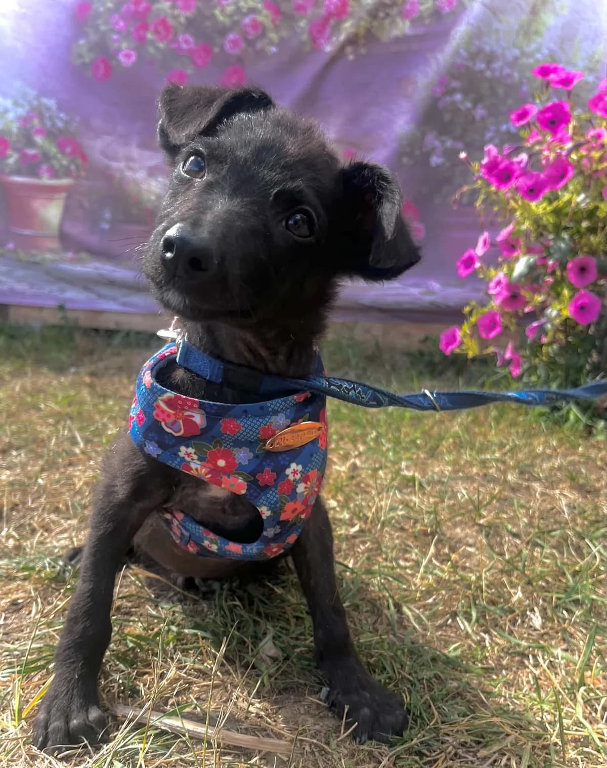 Rudy, male puppy Mixed Breed for adoption at Malá farma