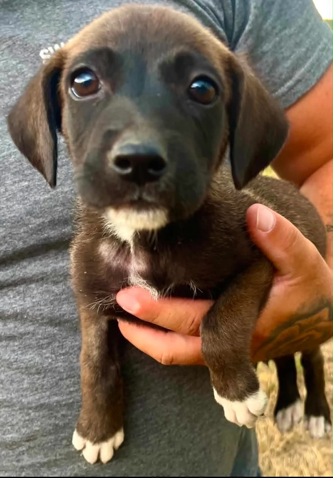 Segal, male puppy Mixed Breed for adoption at Malá farma