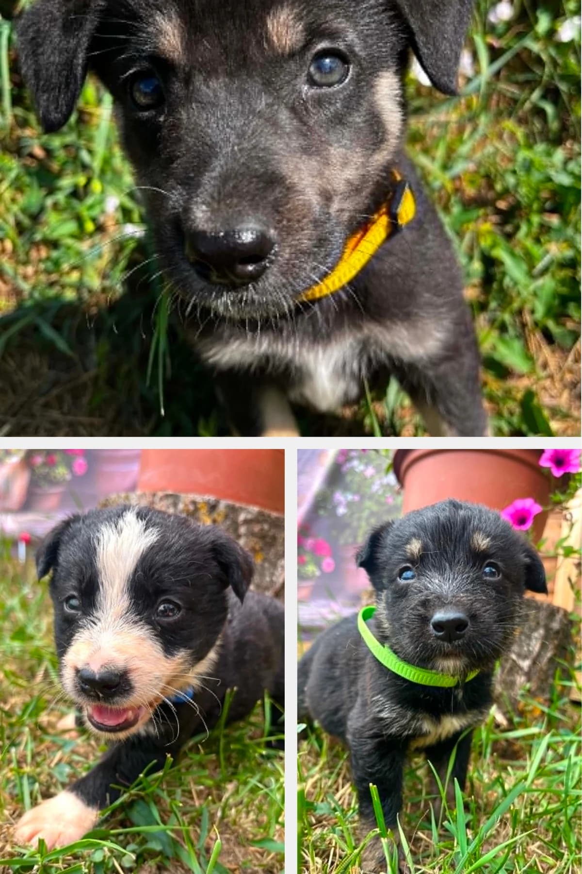 Šteniatka „G“, male puppy Mixed Breed for adoption at Malá farma