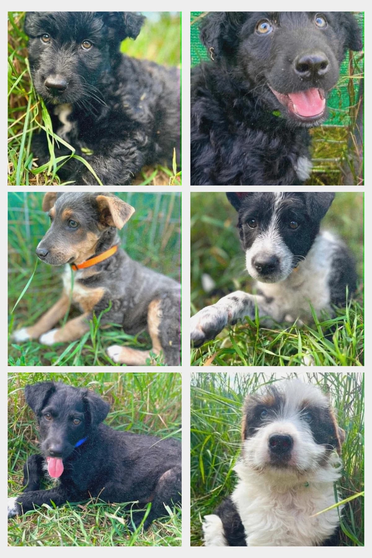 Šteniatka „K“, male puppy Mixed Breed for adoption at Malá farma