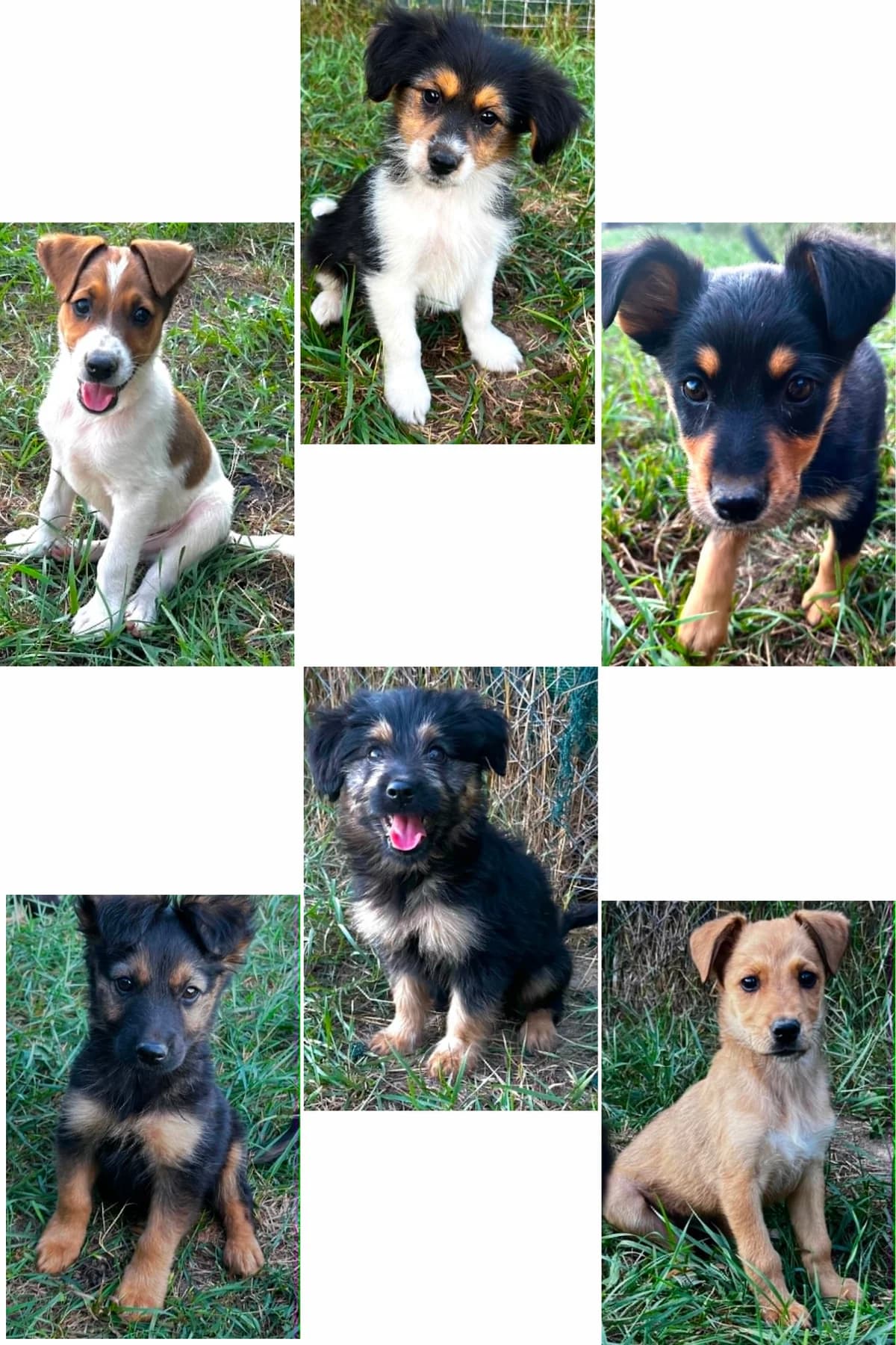 Šteniatka „K“, male puppy Mixed Breed for adoption at Malá farma