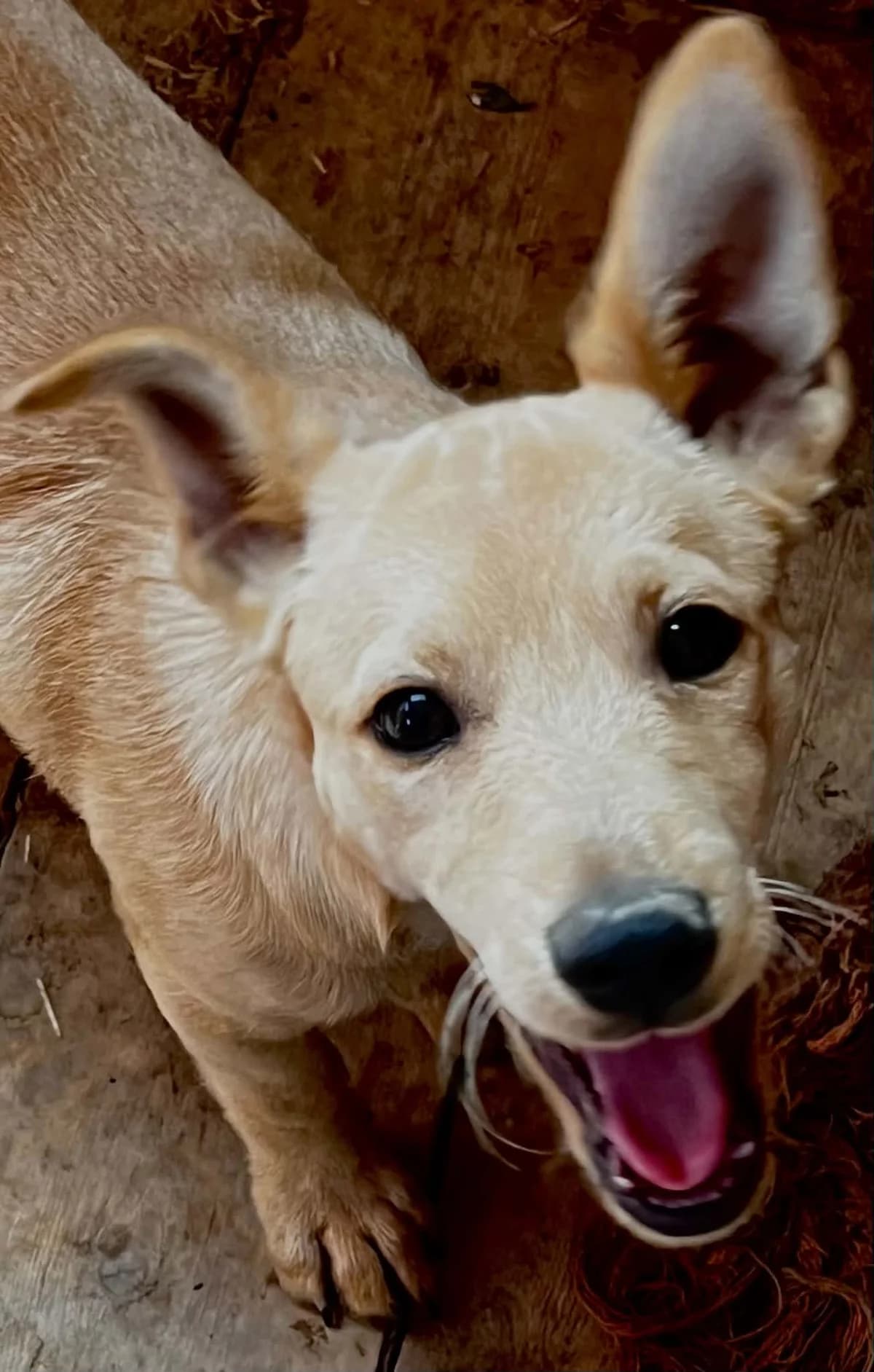 Surri, female puppy Mixed Breed for adoption at Malá farma