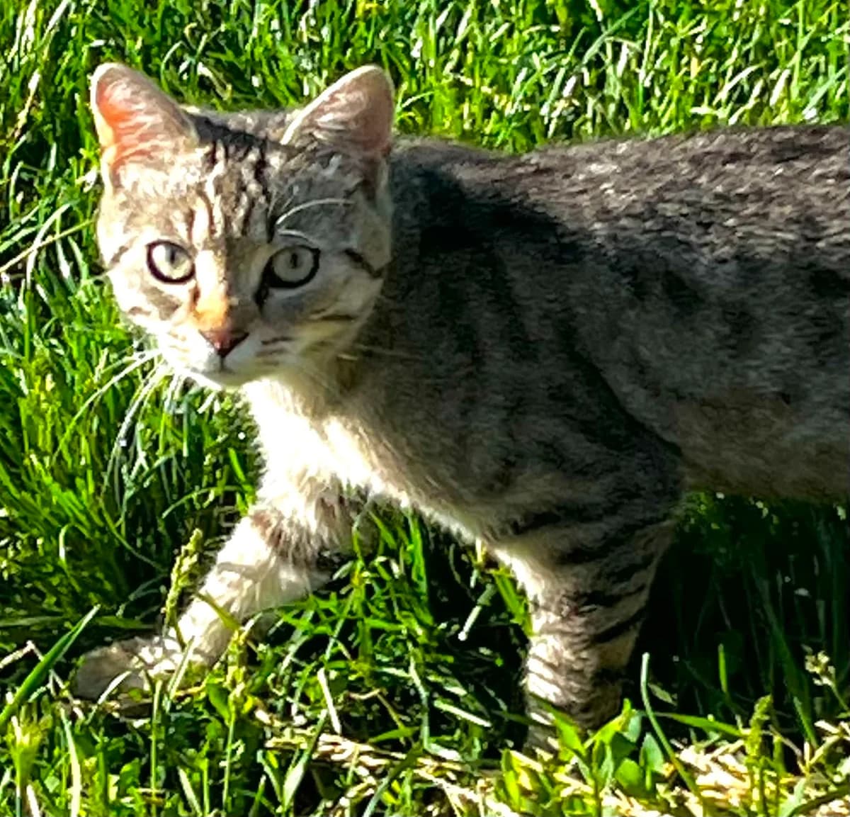 Timon, male young Mixed Breed for adoption at Malá farma