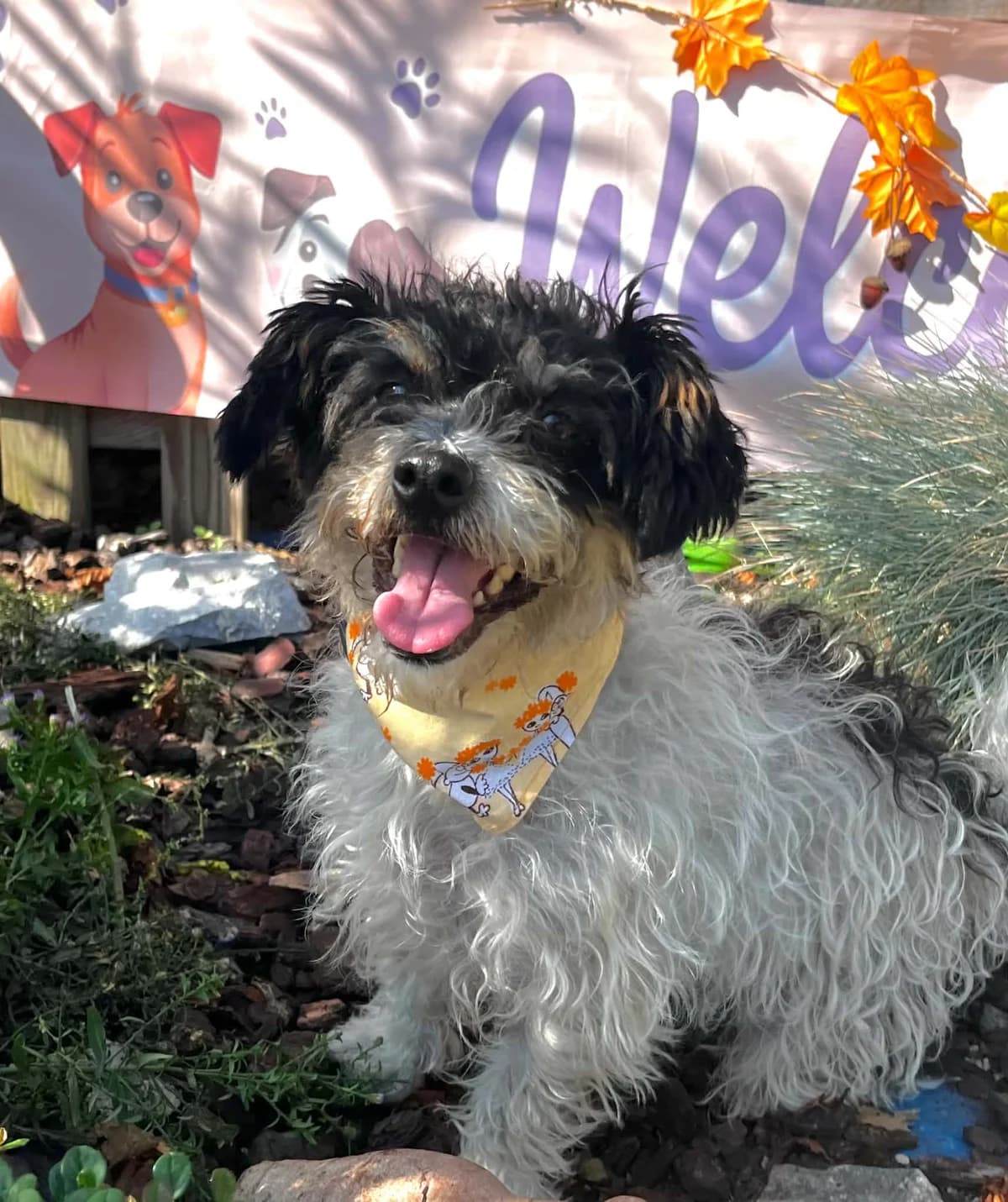 Tullinka, female 3yo Mixed Breed for adoption at Malá farma