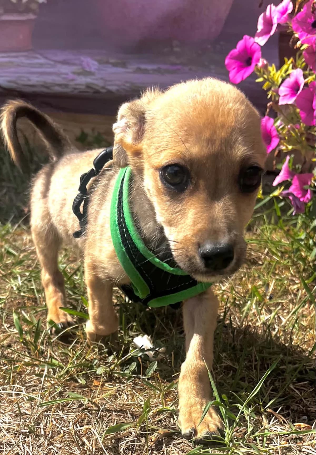 Zaky, male puppy Mixed Breed for adoption at Malá farma